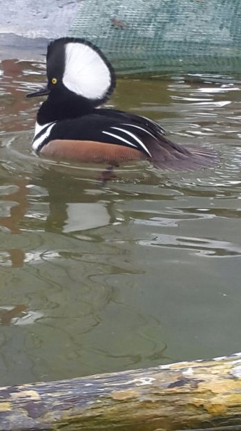 IMG-20170416-WA0035 - Rata cu evantai