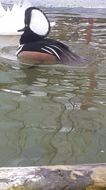 IMG-20170416-WA0030 - Rata cu evantai