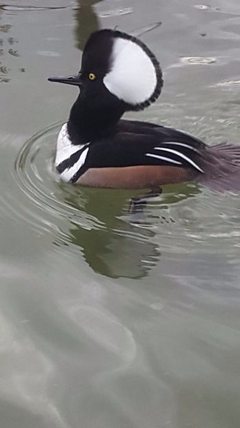 IMG-20170416-WA0020 - Rata cu evantai