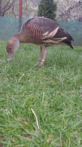 IMG-20170416-WA0037 - Rate -Gaste fluieratoare cu secera