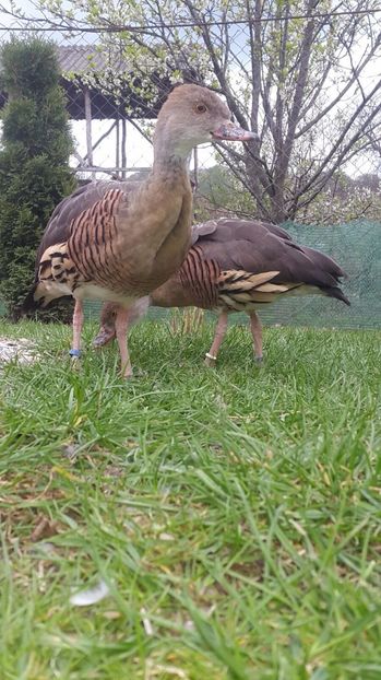 IMG-20170416-WA0031 - Rate -Gaste fluieratoare cu secera