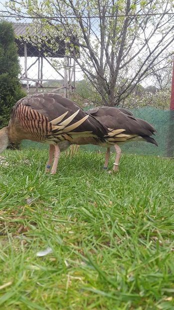 IMG-20170416-WA0021 - Rate -Gaste fluieratoare cu secera