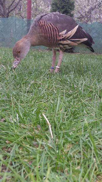 IMG-20170416-WA0019 - Rate -Gaste fluieratoare cu secera