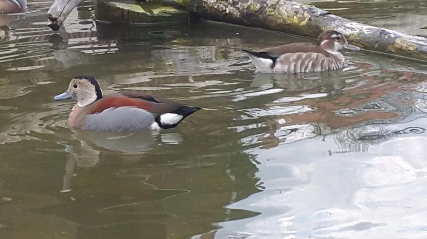 IMG-20170416-WA0034 - Rate micul atlantic