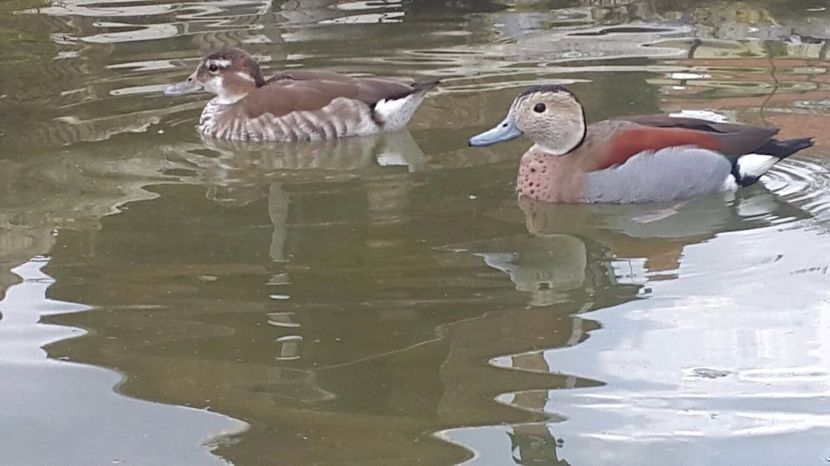 IMG-20170416-WA0029 - Rate micul atlantic