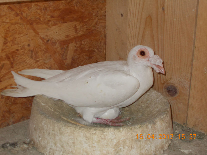 m 2016 - porumbei carier