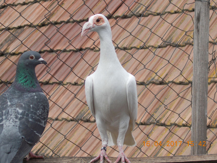 f 2016 - porumbei carier