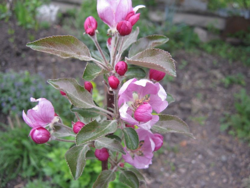  - A-A Gradina cu flori 2017