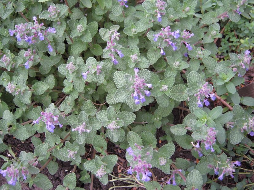  - A-A Gradina cu flori 2017