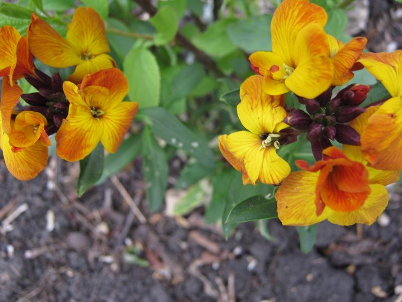  - A-A Gradina cu flori 2017