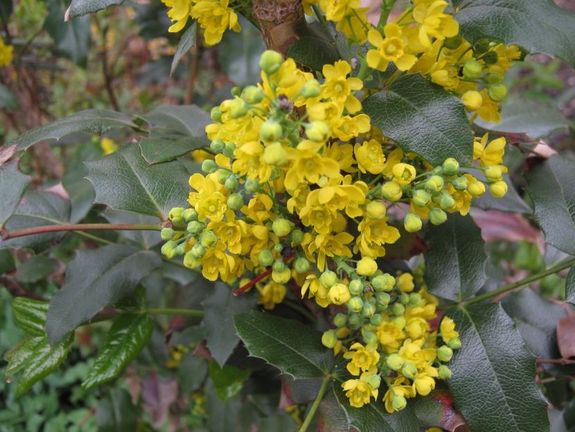  - A-A Gradina cu flori 2017