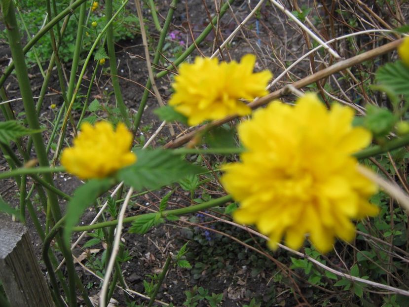  - A-A Gradina cu flori 2017