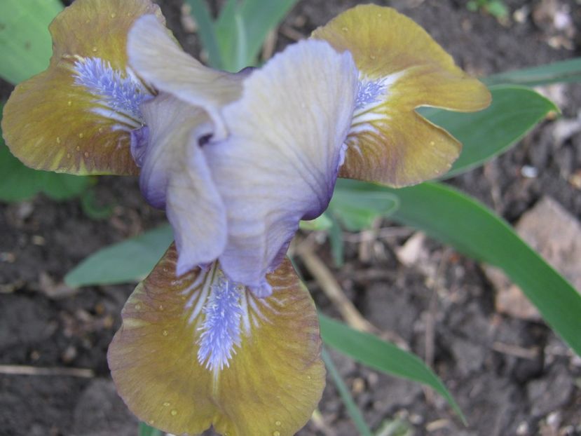  - A-A Gradina cu flori 2017