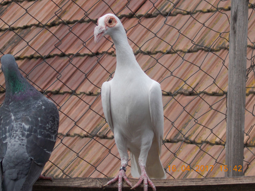 Picture 168 - porumbei carier