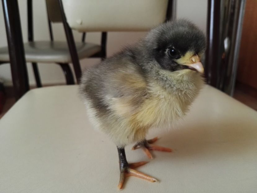  - Jersey Giant albastru si negru
