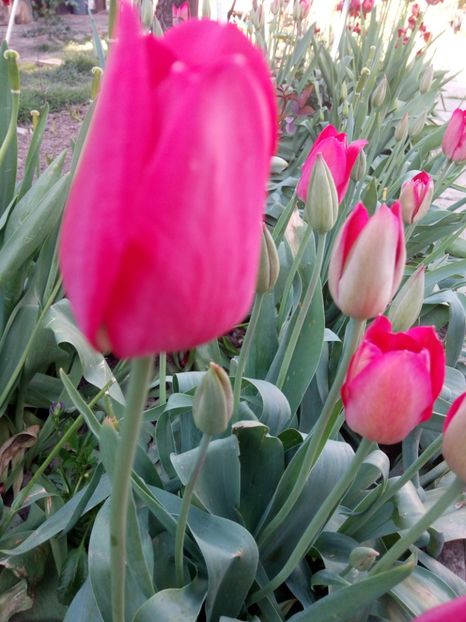 Lalele ciclam - LALELE si NARCISE