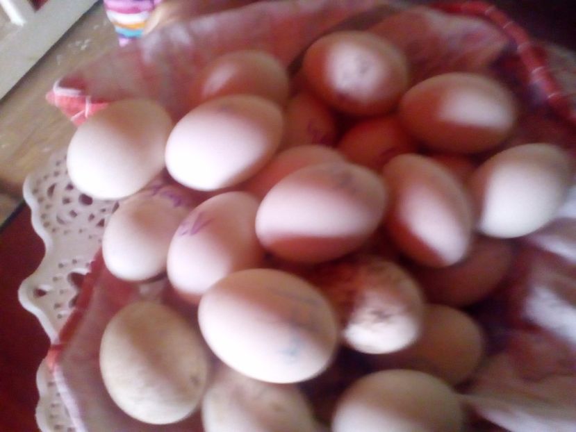  - oua rate de rouen la incubator