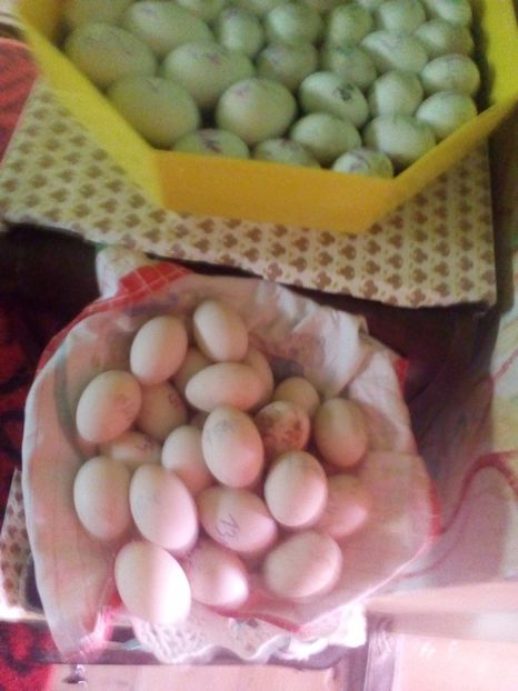  - oua rate de rouen la incubator