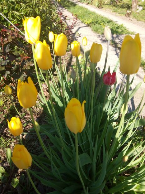 Lalele galbene tarzii romanesti - LALELE si NARCISE