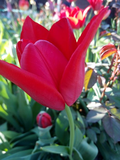 Lalele grena tarzii romanesti - LALELE si NARCISE