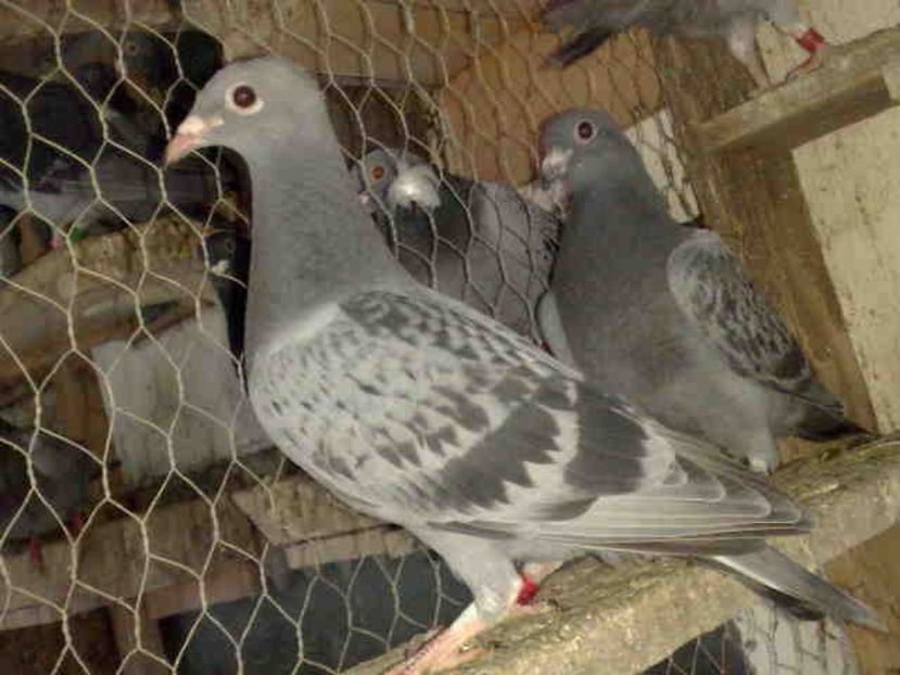  - Pui 2017-2018 -2019-2020 -2021-matca-doici-vind aproape tot lotul