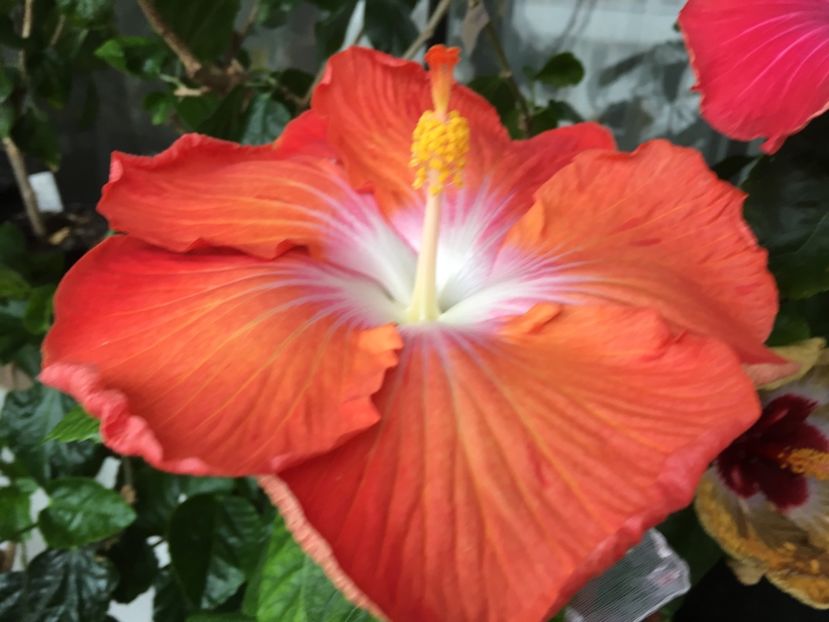 17.04.2017 - Saffron