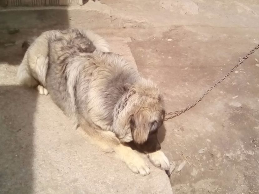  - Ciobanesc Caucazian