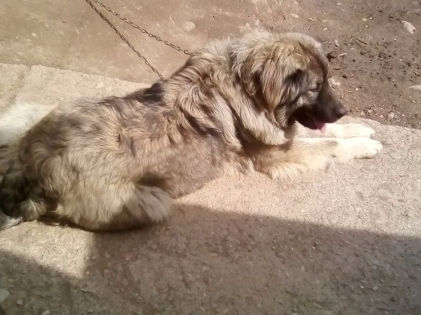  - Ciobanesc Caucazian