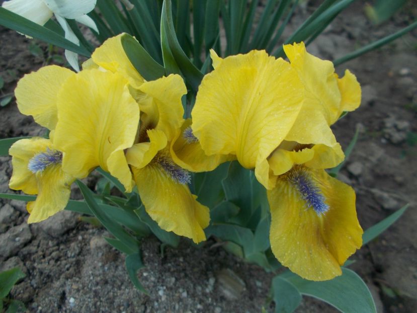  - Irisi-2017 Pumila si Barbata Nana