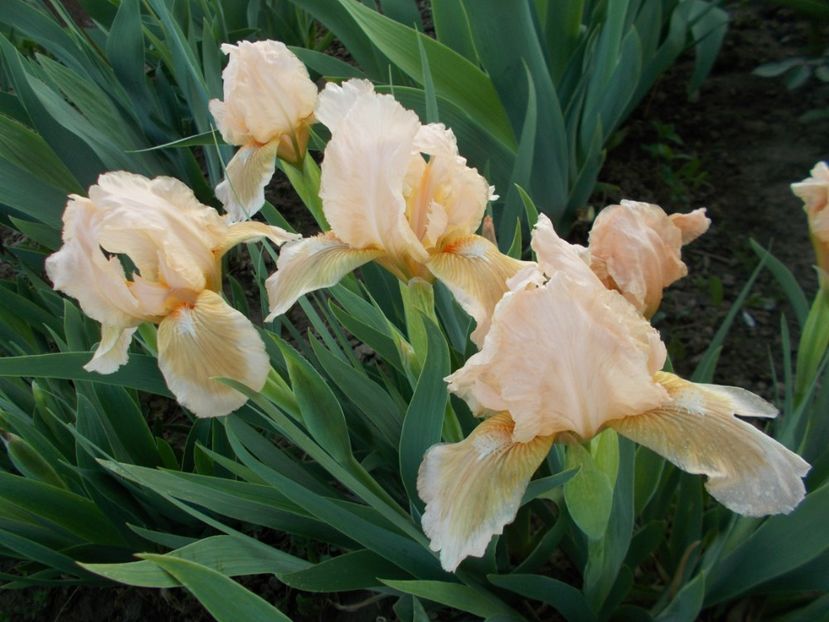 Lenna M - Irisi-2017 Pumila si Barbata Nana