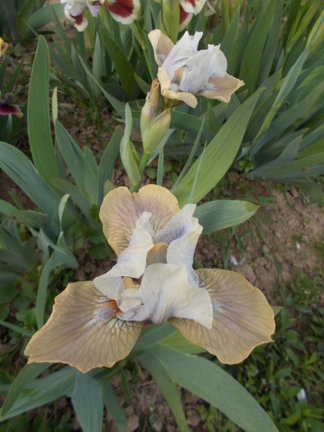  - Irisi-2017 Pumila si Barbata Nana