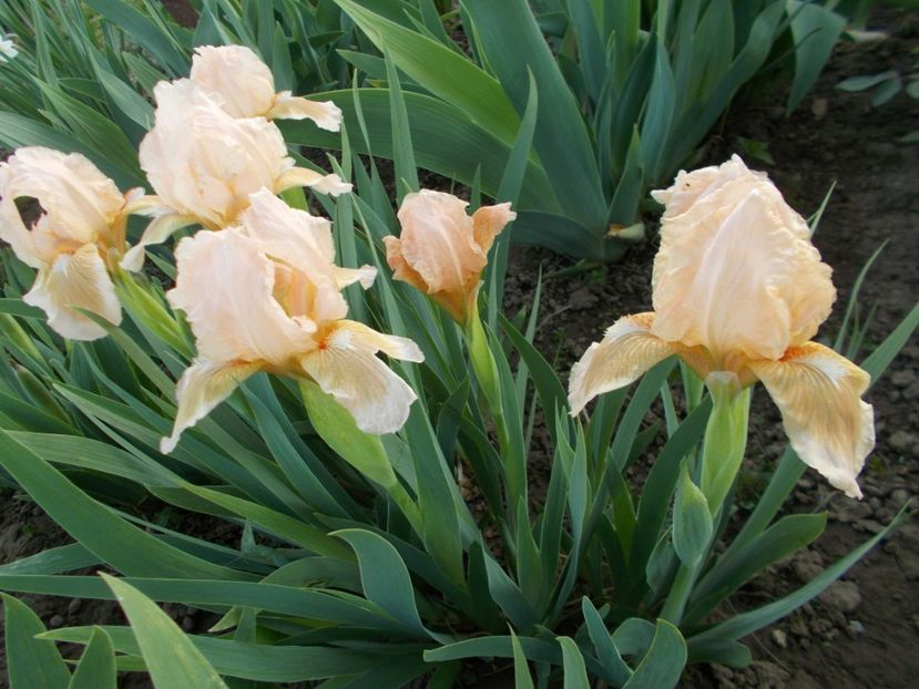  - Irisi-2017 Pumila si Barbata Nana