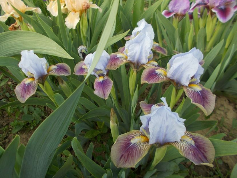  - Irisi-2017 Pumila si Barbata Nana