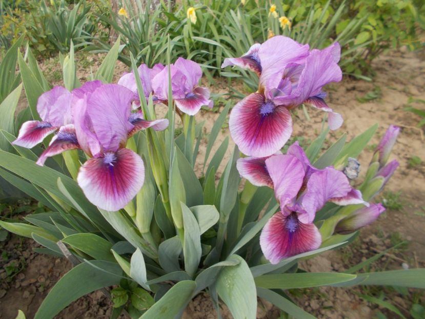  - Irisi-2017 Pumila si Barbata Nana