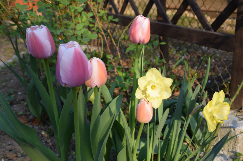 Olioulles si Saint PAtrik Days - 2017 Aprilie_Idilic Garden