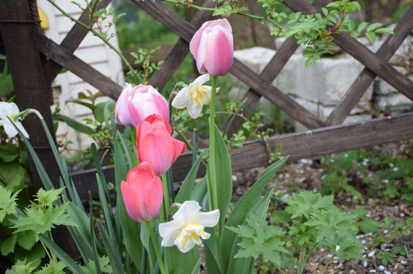 Oioulles, Van Eijk si Lemon Beauty narcisus - 2020 Narcise