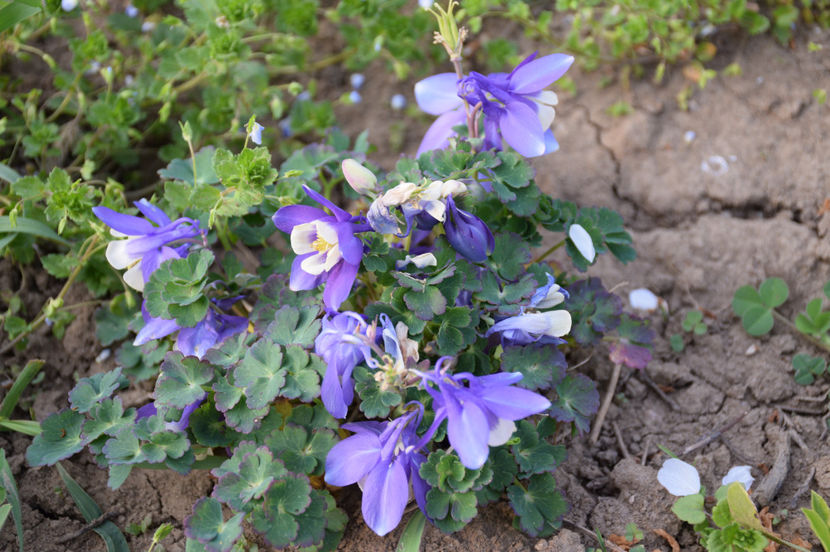 Aquilegia Ministar - 2017 Aprilie_Idilic Garden