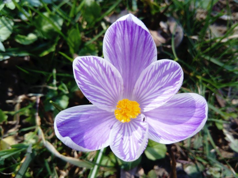  - Flori de Ulm