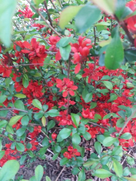  - Flori  de primavara 2017