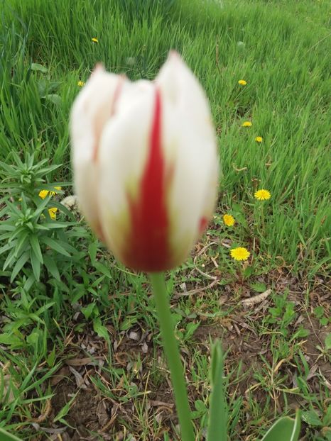  - Flori  de primavara 2017