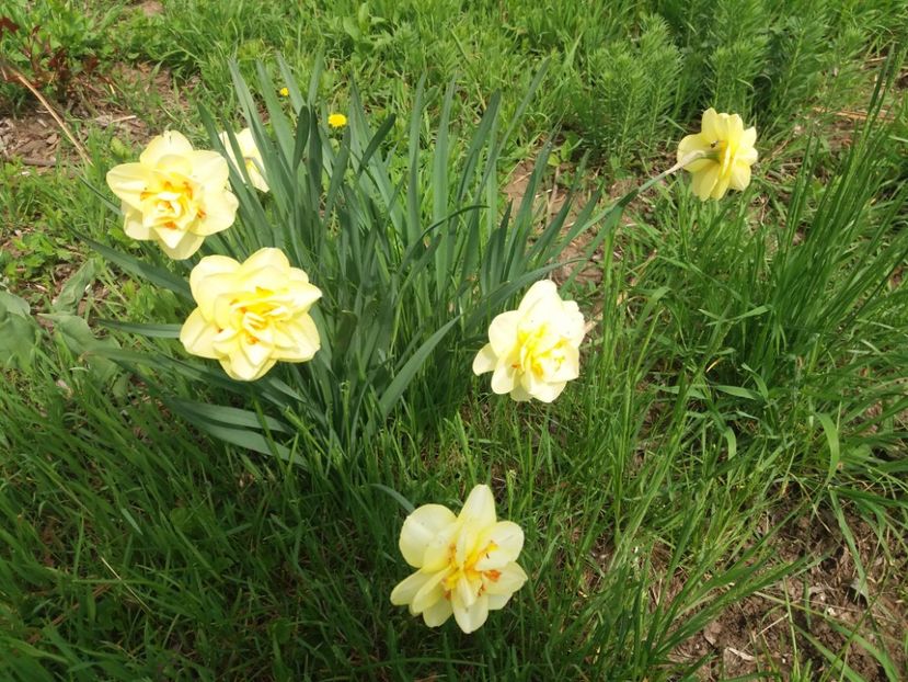  - Flori  de primavara 2017