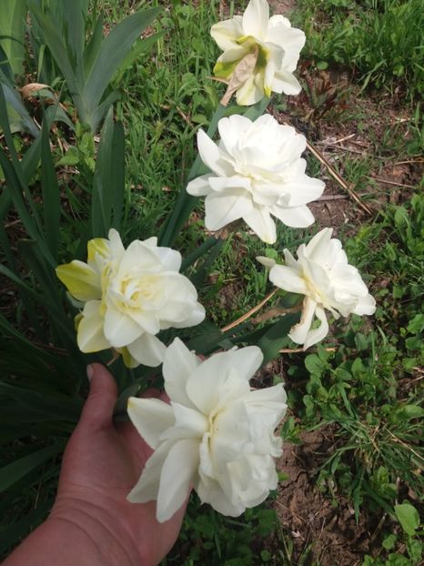  - Flori  de primavara 2017