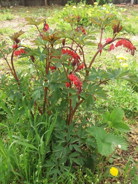  - Flori  de primavara 2017