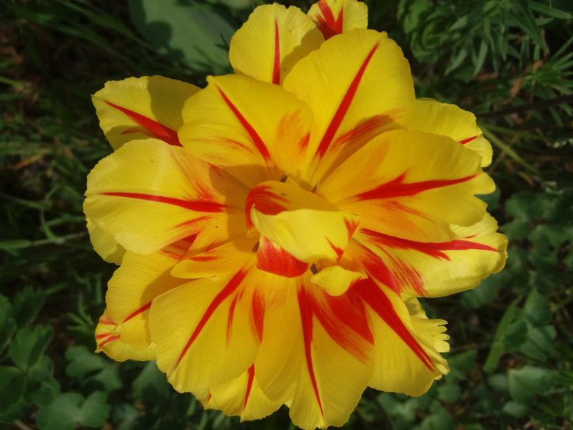  - Flori  de primavara 2017