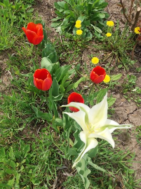  - Flori  de primavara 2017