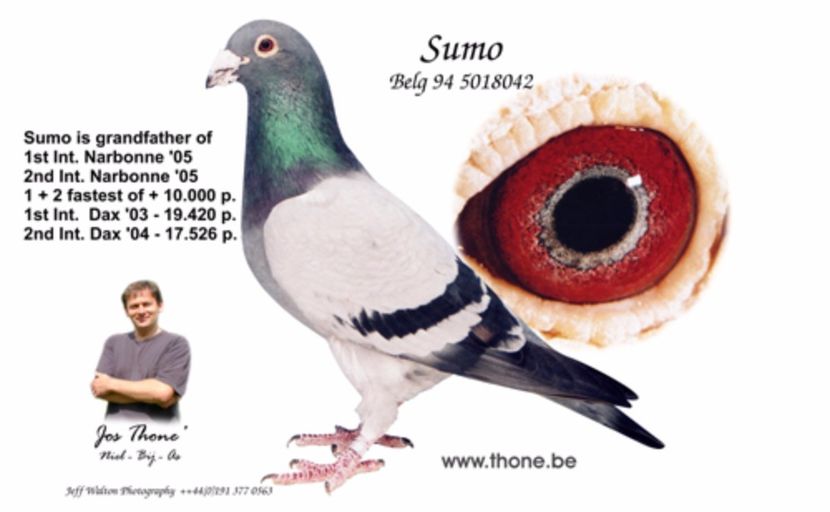 sumo - Safire vii