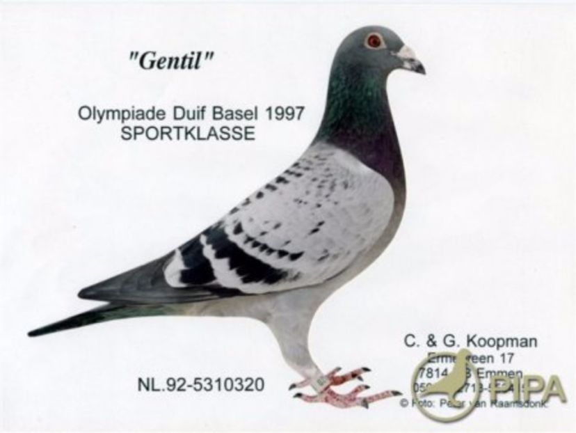 koopmana92-5310320_gentil - Mapamond Columbofil