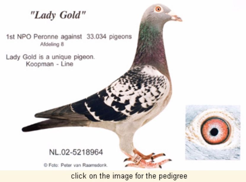 ladygold - Mapamond Columbofil