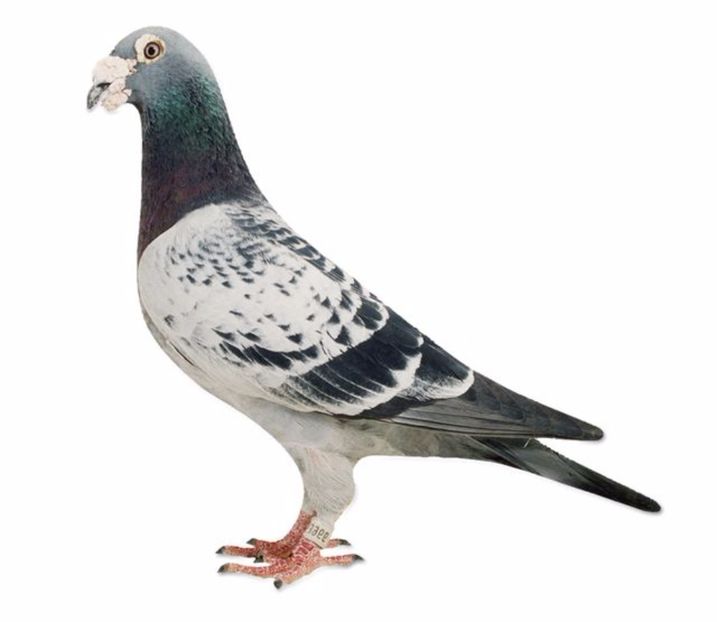 NL86-353966-Provo - Mapamond Columbofil