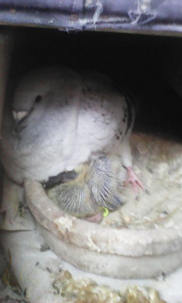 Pui porsche - PUII 2017 DIN LA FABRICA